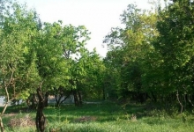 Rezervatia Naturala Padurea Spataru